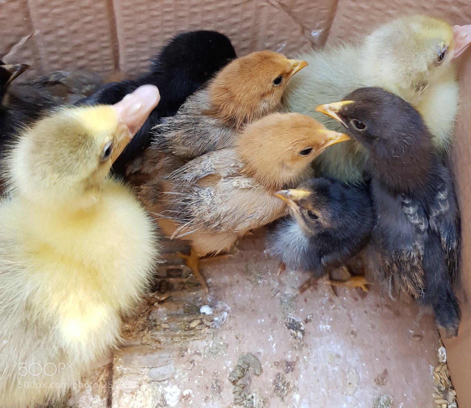 Samsung Galaxy S8 sample photo. Little cuties. photography