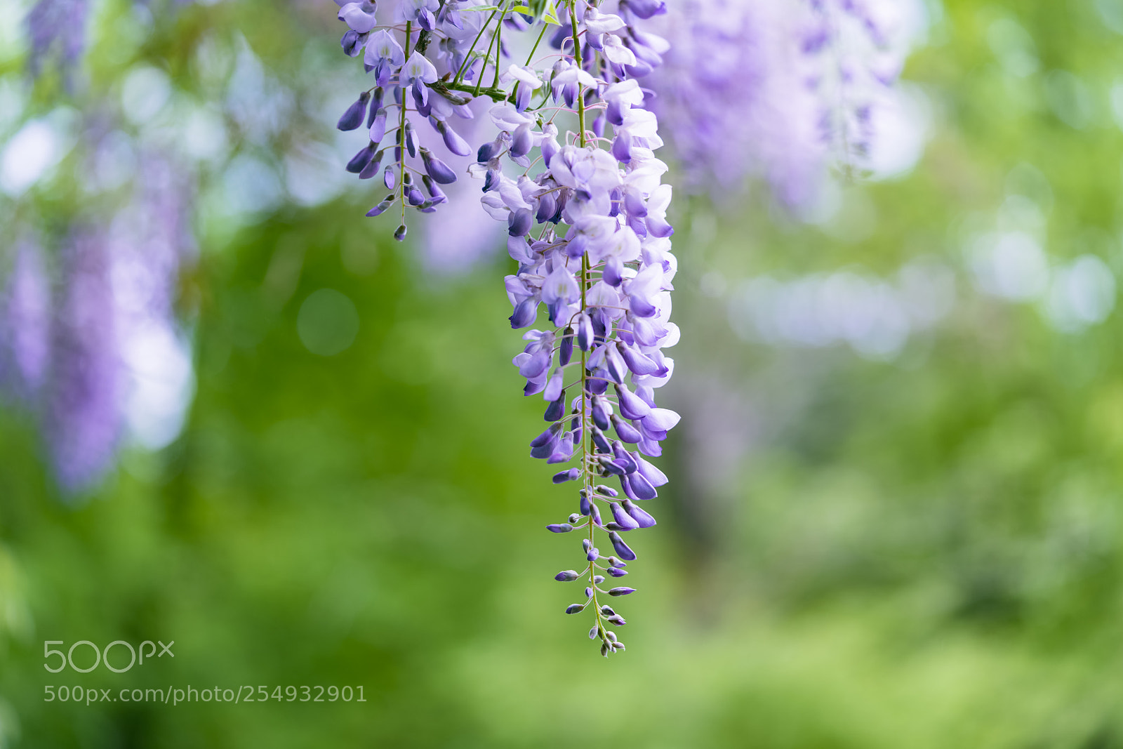 Sony a7R II sample photo. Wisteria in green photography