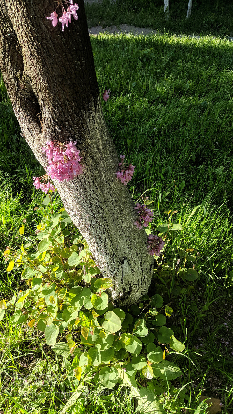 Xiaomi Mi A1 sample photo. Blooming... photography