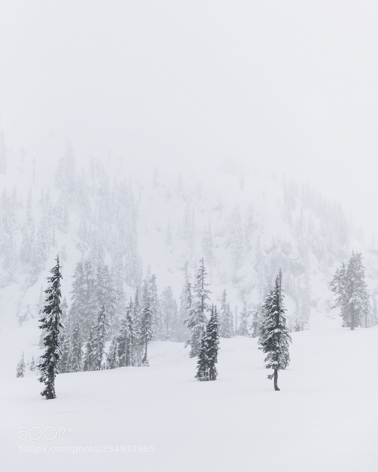 Canon EOS 5D Mark IV sample photo. Snow trees photography