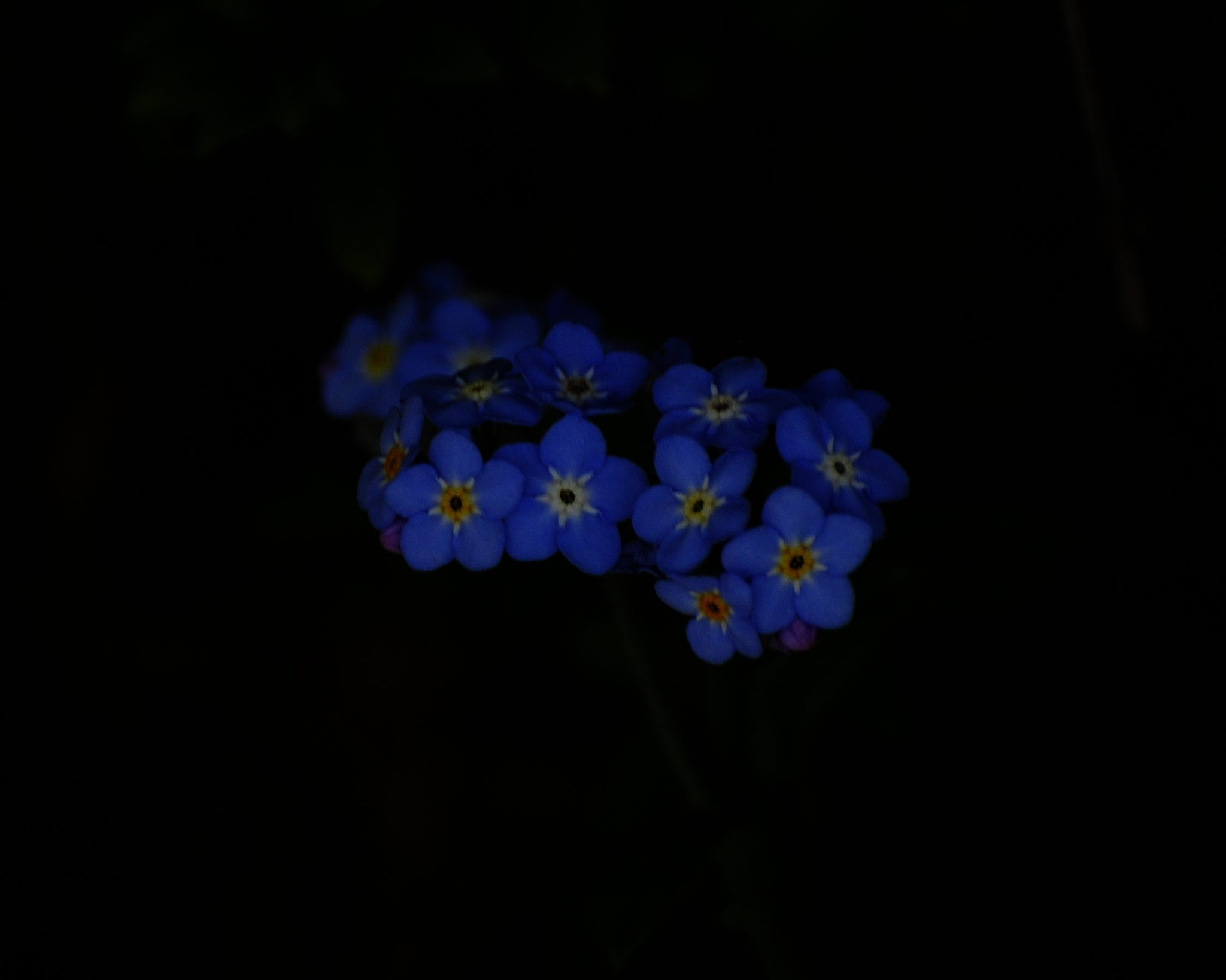 Nikon D90 sample photo. Myosotis photography