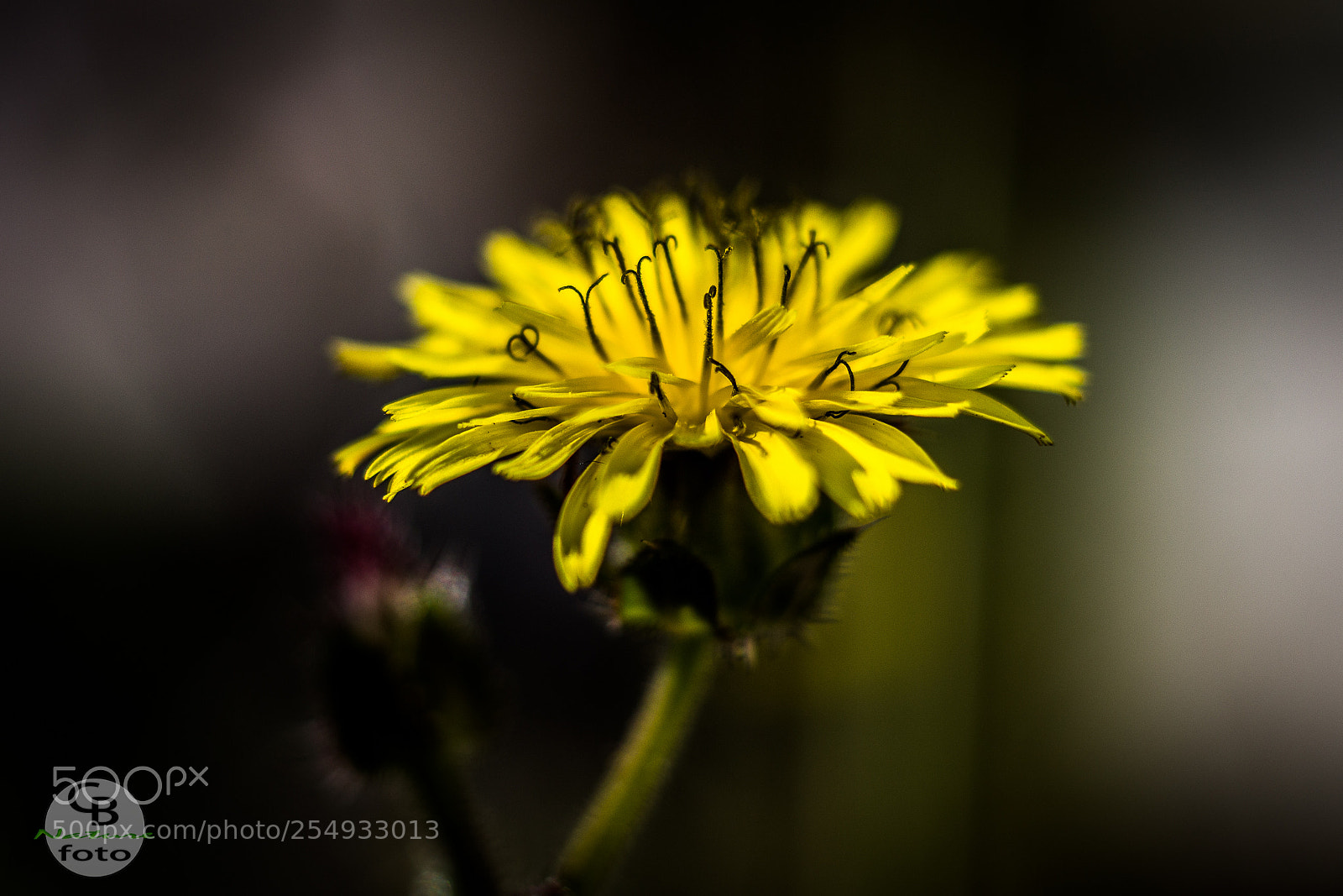 Canon EOS 1100D (EOS Rebel T3 / EOS Kiss X50) sample photo. Dandelion flower photography