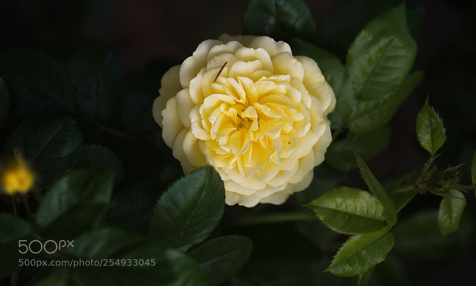 Panasonic Lumix DC-GH5 sample photo. Mélancolie photography