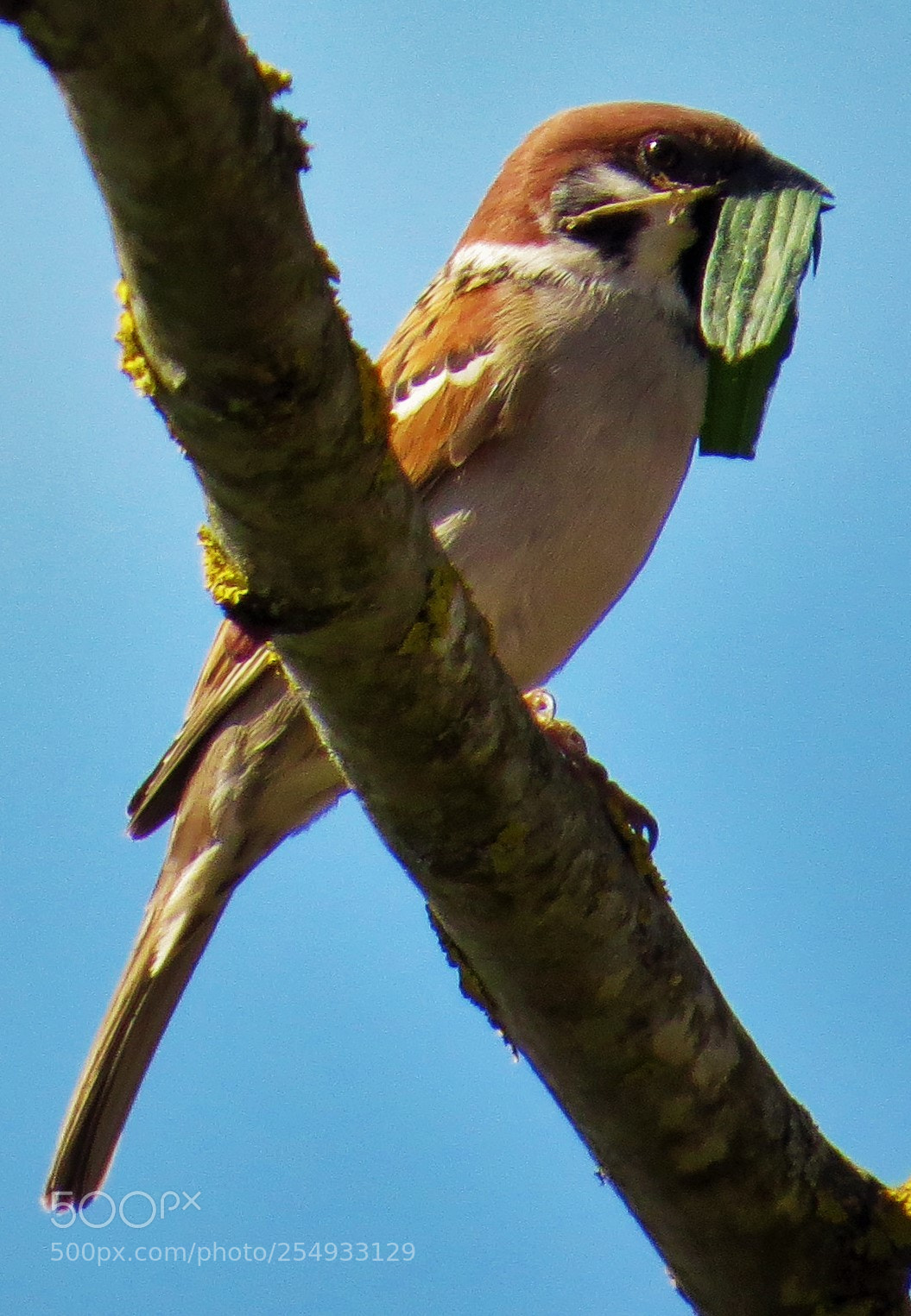 Canon PowerShot SX50 HS sample photo. Sparrow on the way photography