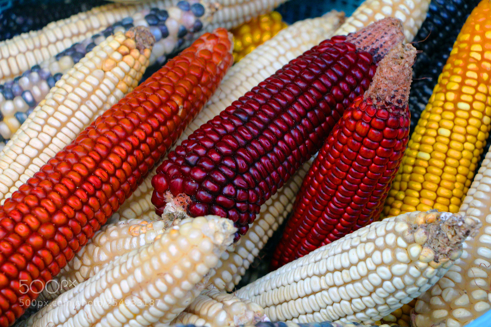 Canon EOS 650D (EOS Rebel T4i / EOS Kiss X6i) sample photo. Corn photography