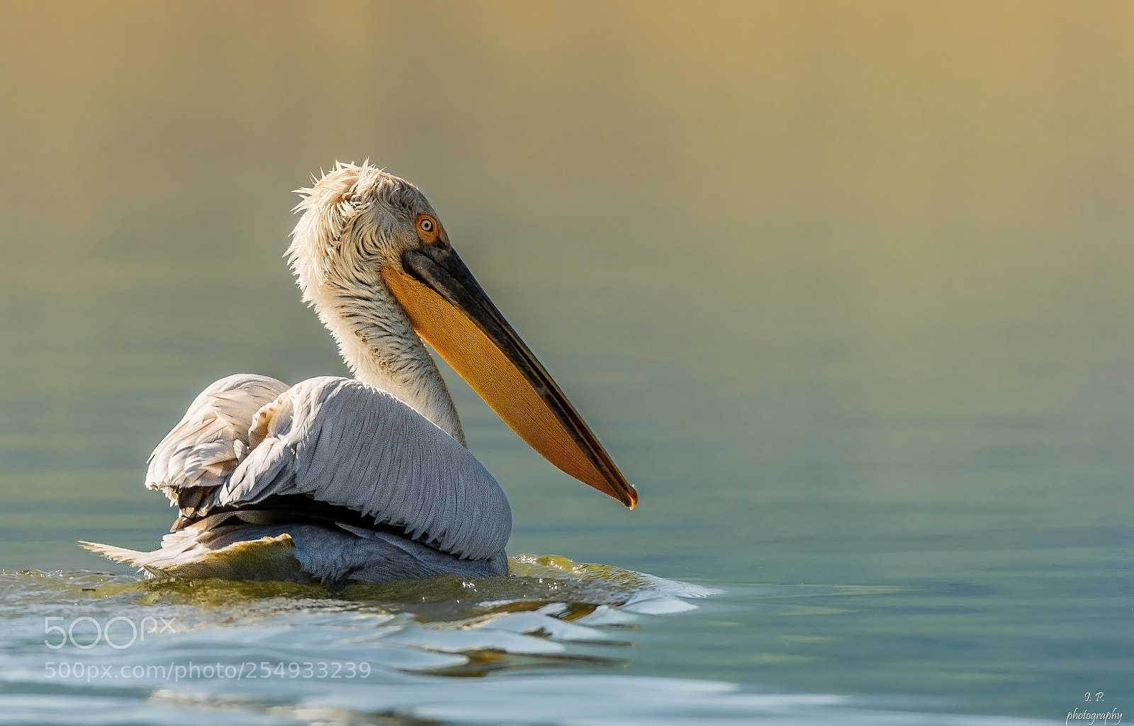 Nikon D7200 sample photo. Dalmatian pelican photography