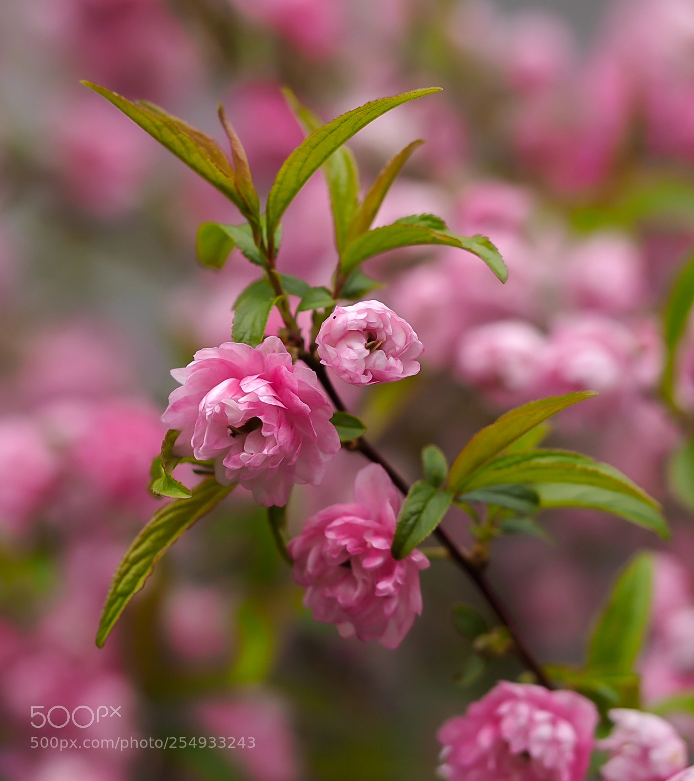 Olympus OM-D E-M1 sample photo. Springtime pink photography
