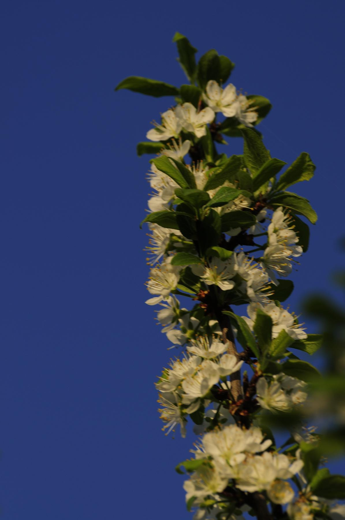 Nikon D90 sample photo. Fleurs de mirabellier photography