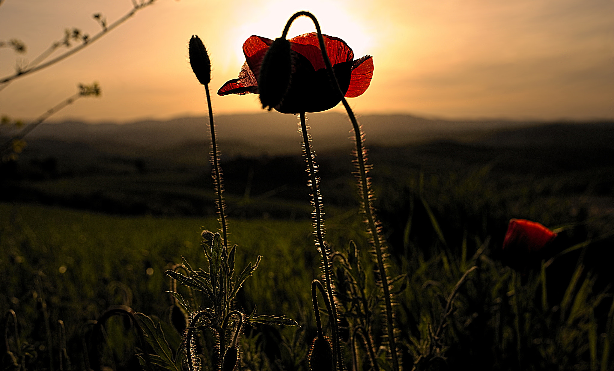 Nikon D700 sample photo. Sunset on a flower photography