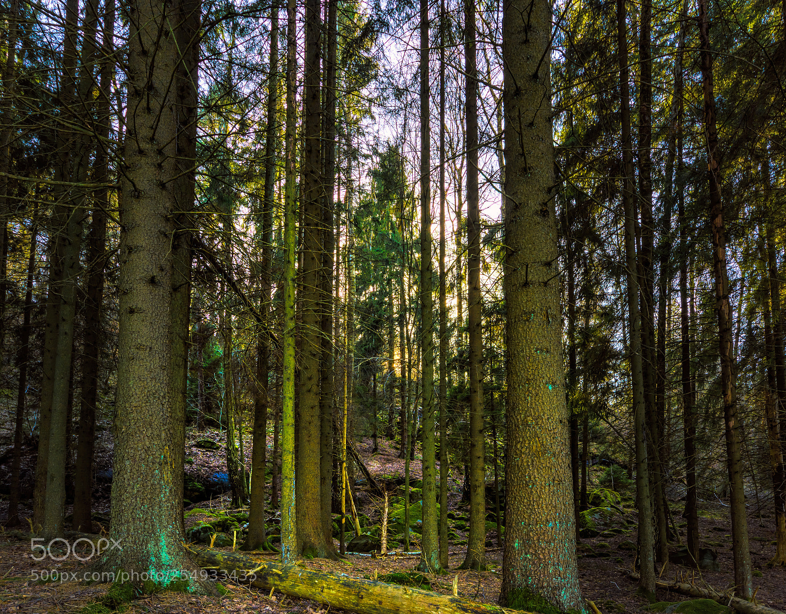 Nikon D5200 sample photo. Woodland at gothenburg sweden 2018 photography