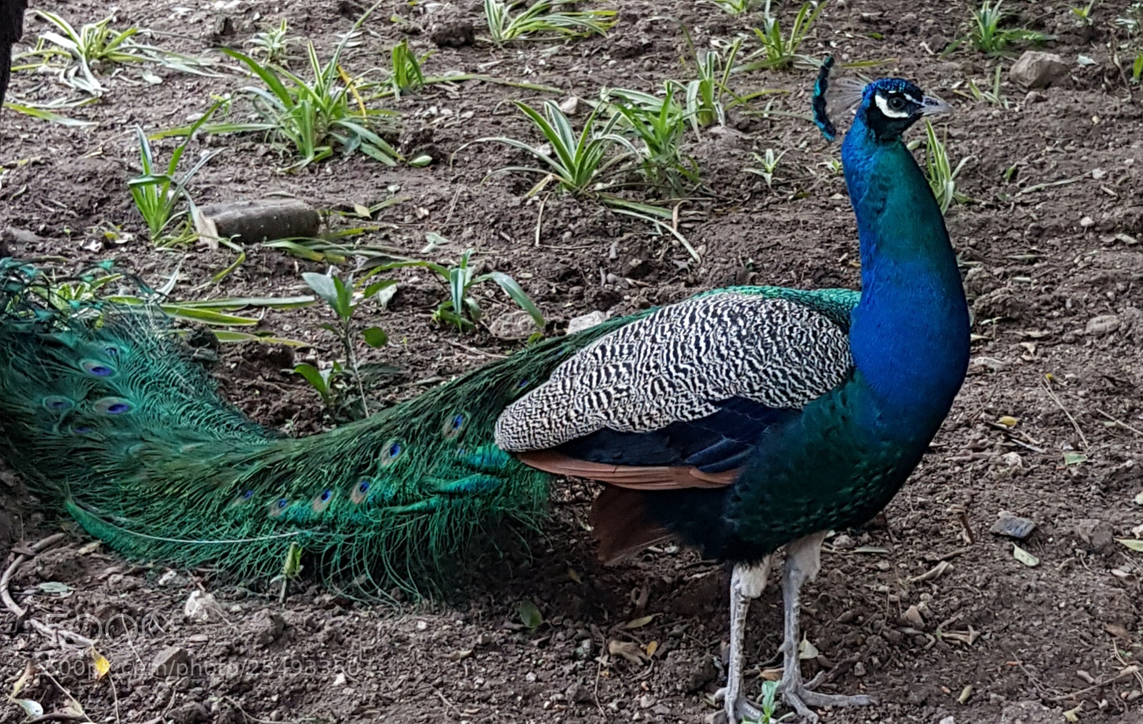 Samsung Galaxy S8 sample photo. Peacock. photography