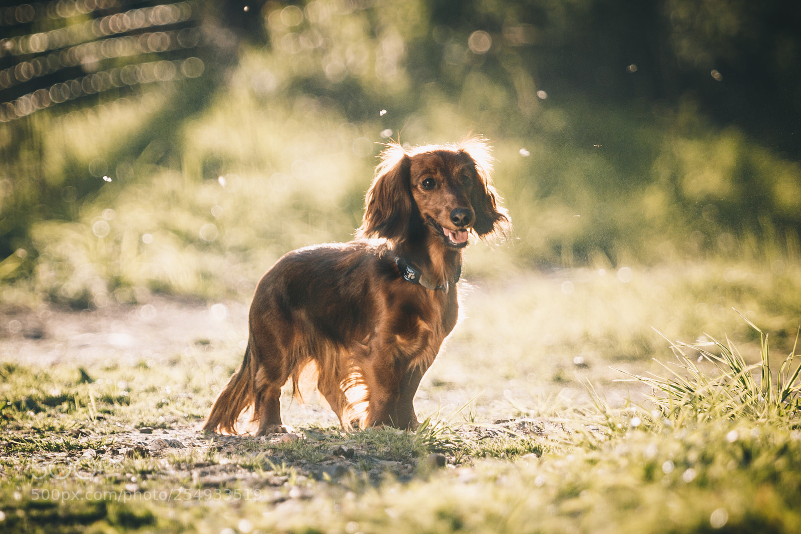 Canon EOS 80D sample photo. Anaga the dachshund photography