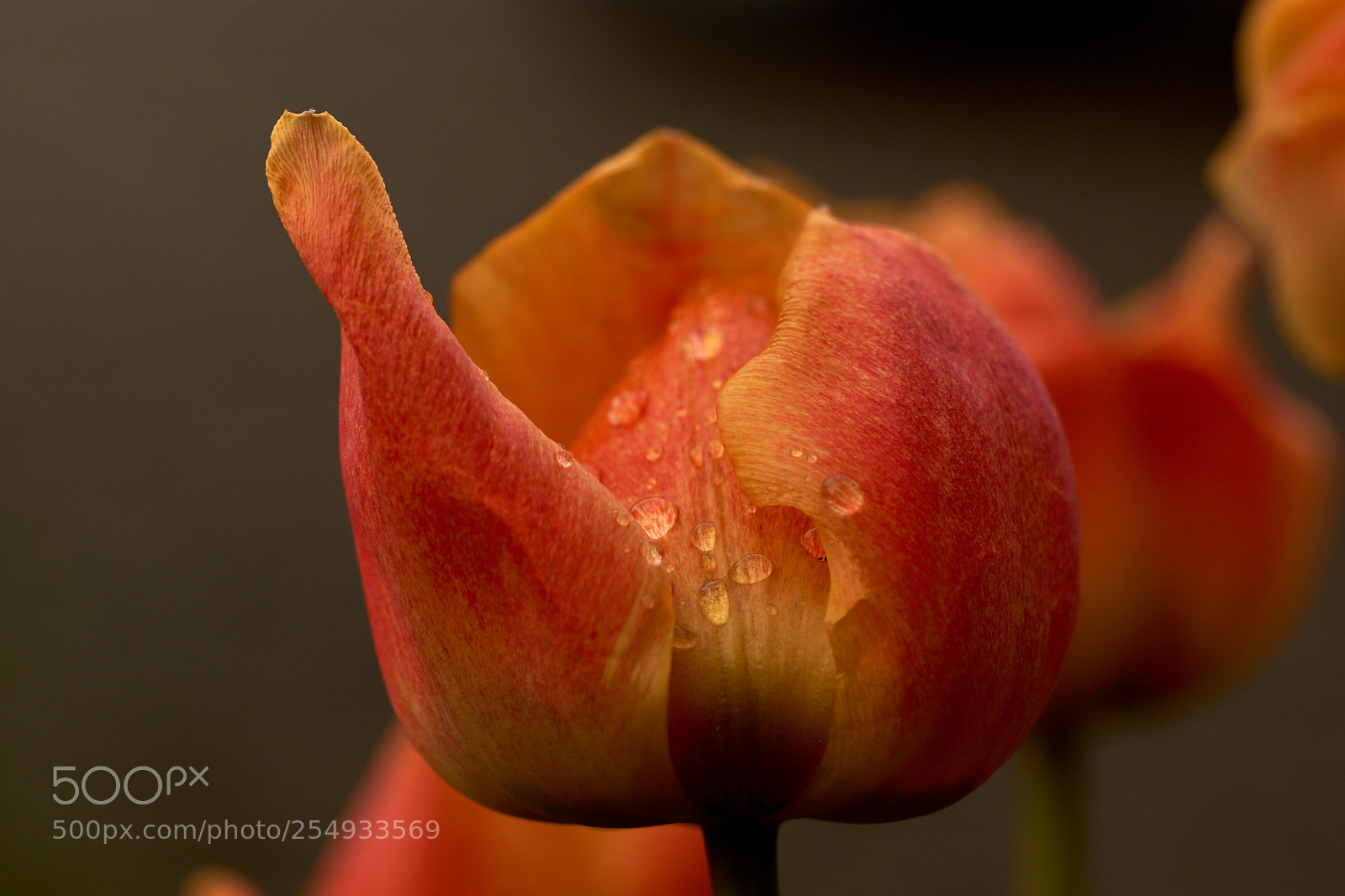 Sony SLT-A65 (SLT-A65V) sample photo. Orange tulip photography