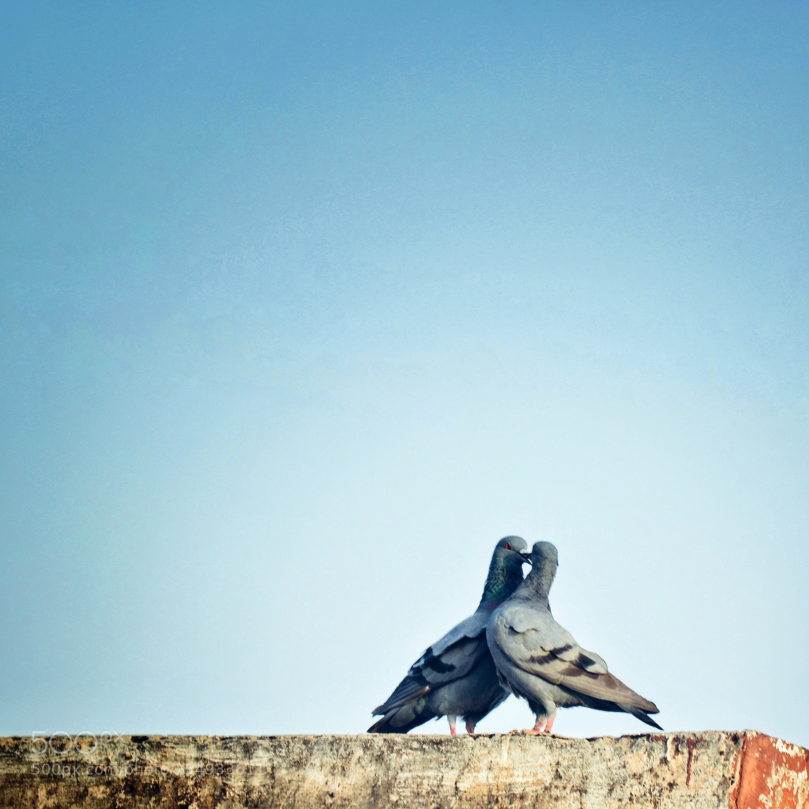 Nikon D5200 sample photo. Love birds photography