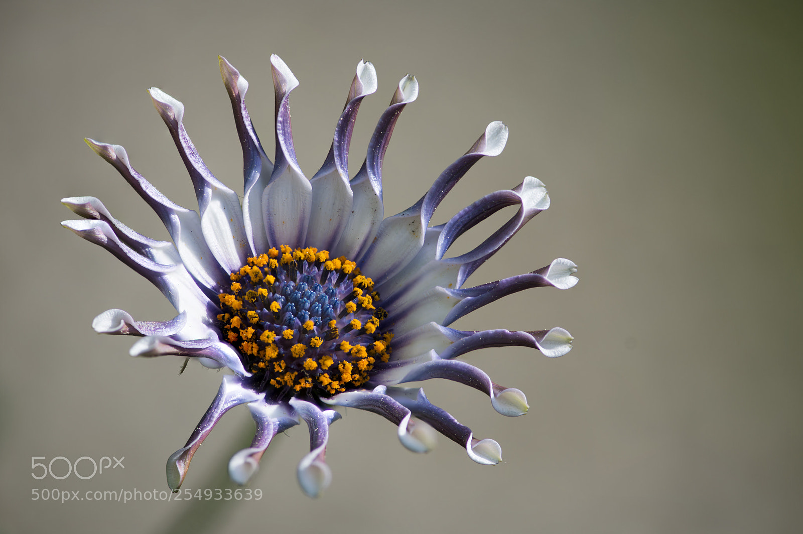 Nikon D610 sample photo. Osteospermum whirligig photography