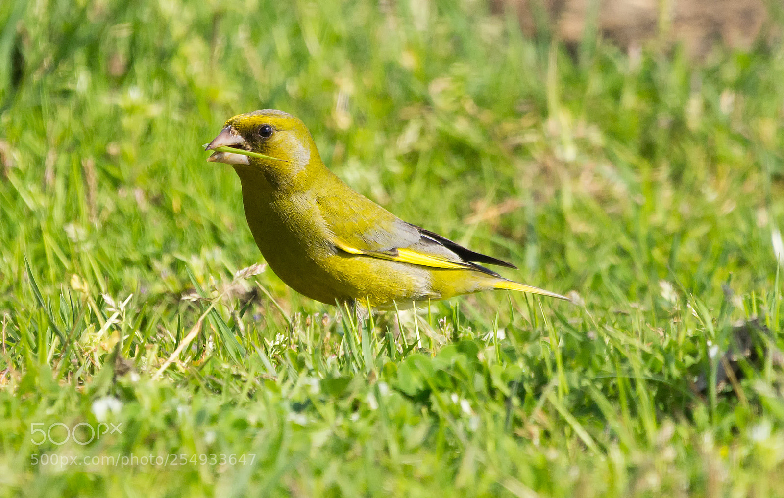 Canon EOS 600D (Rebel EOS T3i / EOS Kiss X5) sample photo. (chloris chloris) photography