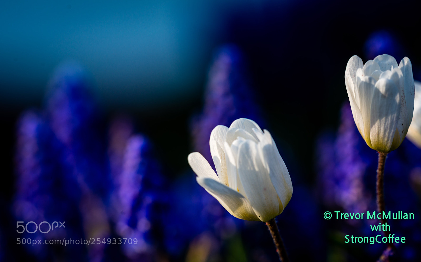 Nikon D800 sample photo. White flower photography