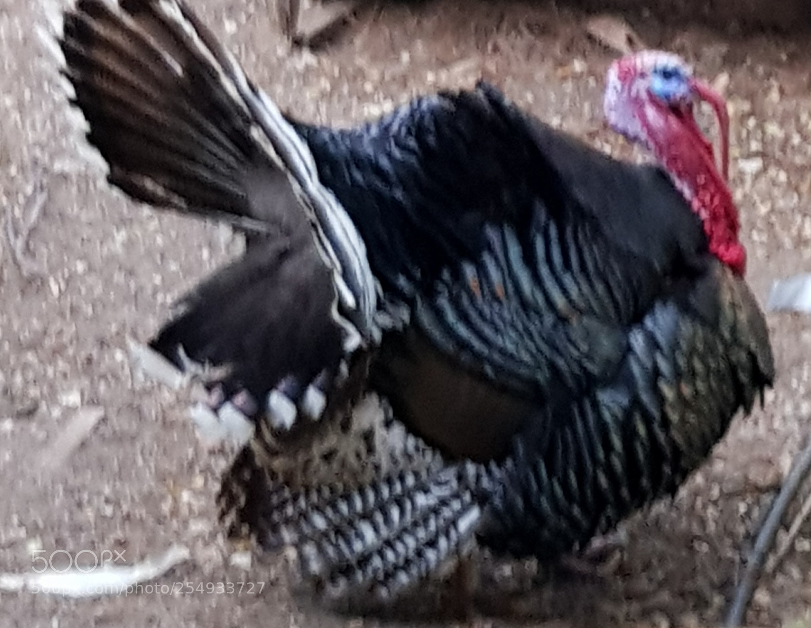Samsung Galaxy S8 sample photo. Turkey in turkey. photography