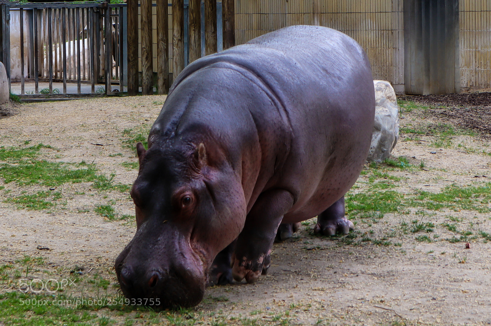Canon EOS M50 (EOS Kiss M) sample photo. Frankfurt hippo in the photography