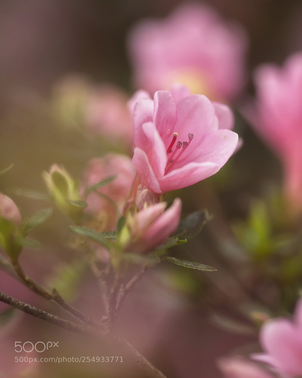 Nikon D7100 sample photo. In the pink photography