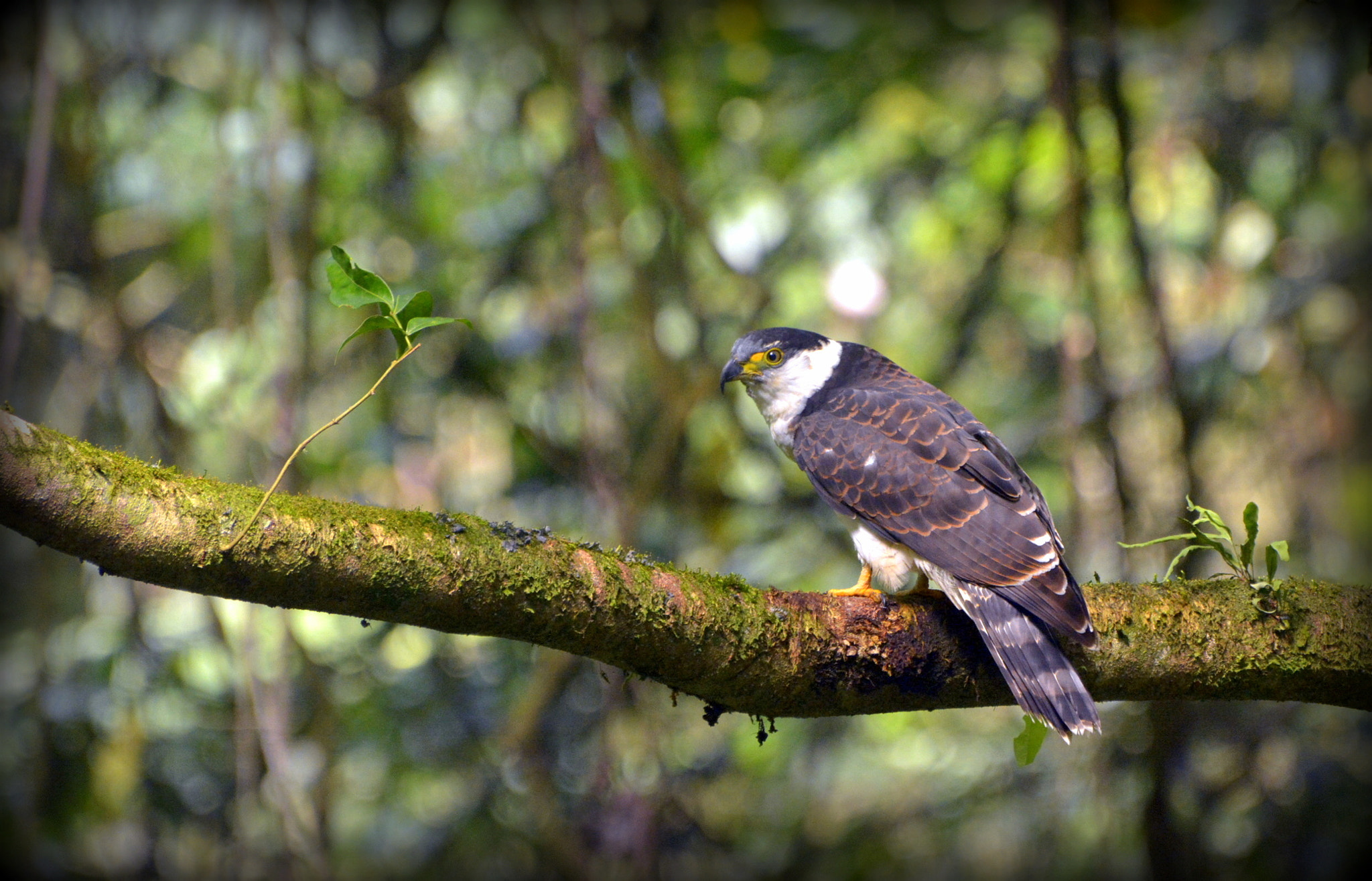Nikon D5200 sample photo. Birs of brazil. gavião caracoleiro (chondrohierax uncinatus), hook- billed kite, young. photography