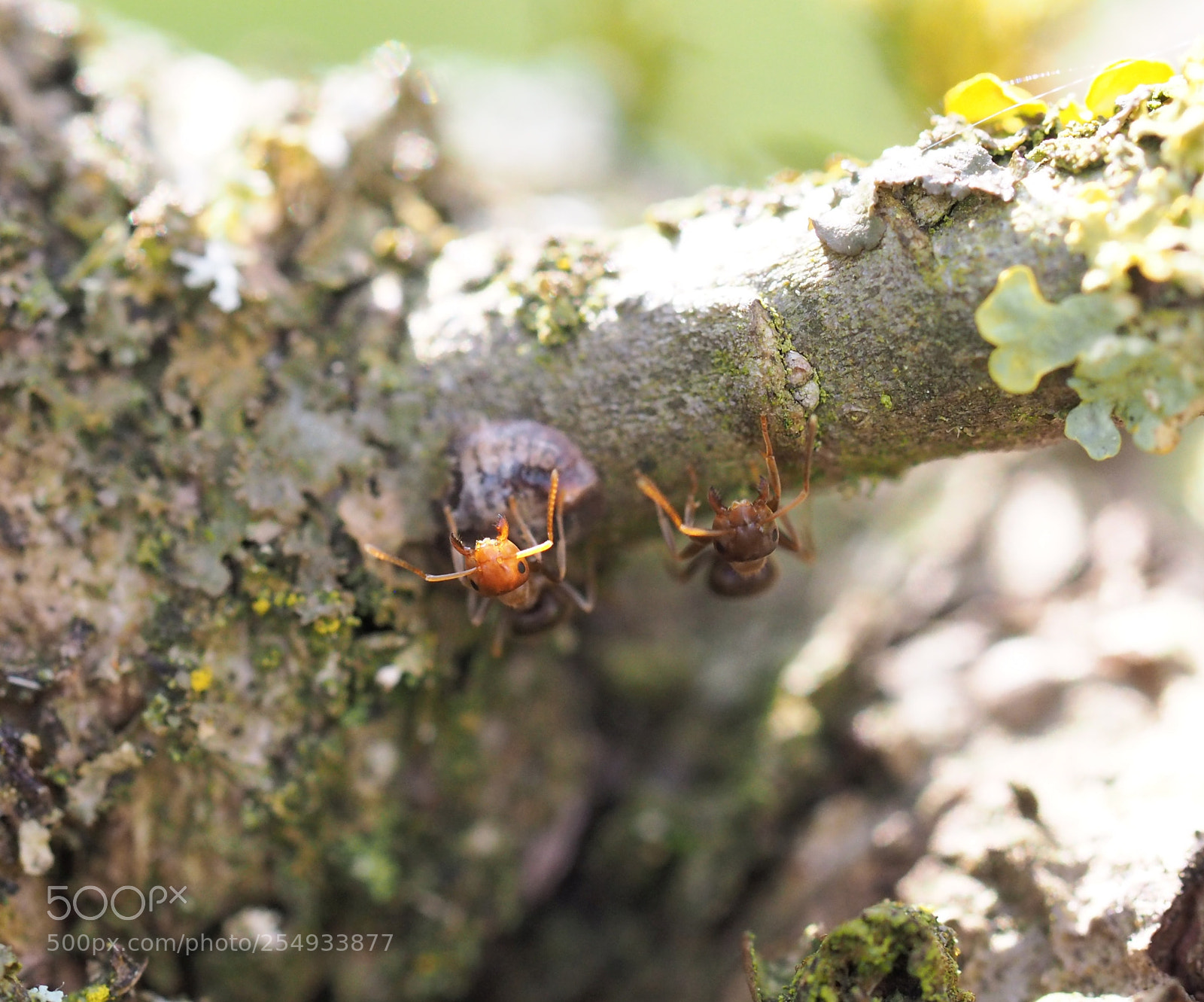 Olympus OM-D E-M10 sample photo. The light ant and photography
