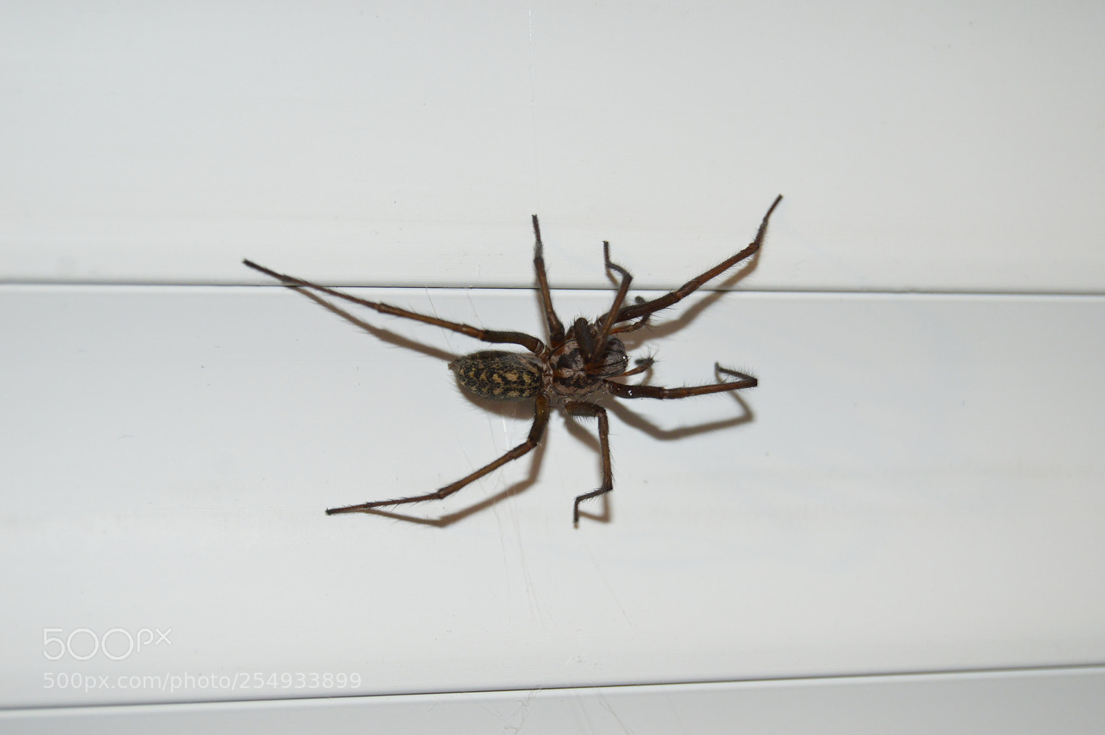 Nikon D3200 sample photo. Spider photography