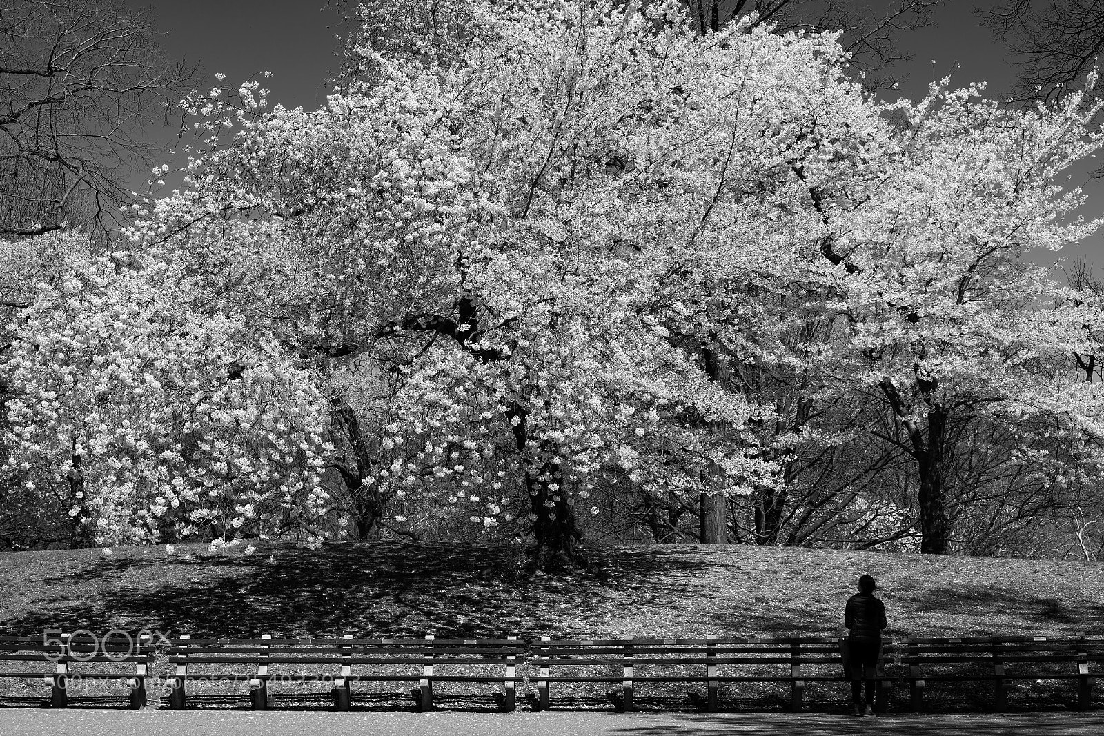 Sony a7R II sample photo. Blossom time - central photography