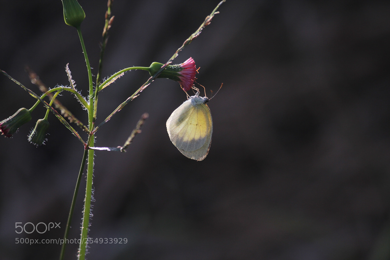 Canon EF-S 55-250mm F4-5.6 IS II sample photo. Butterfly photography