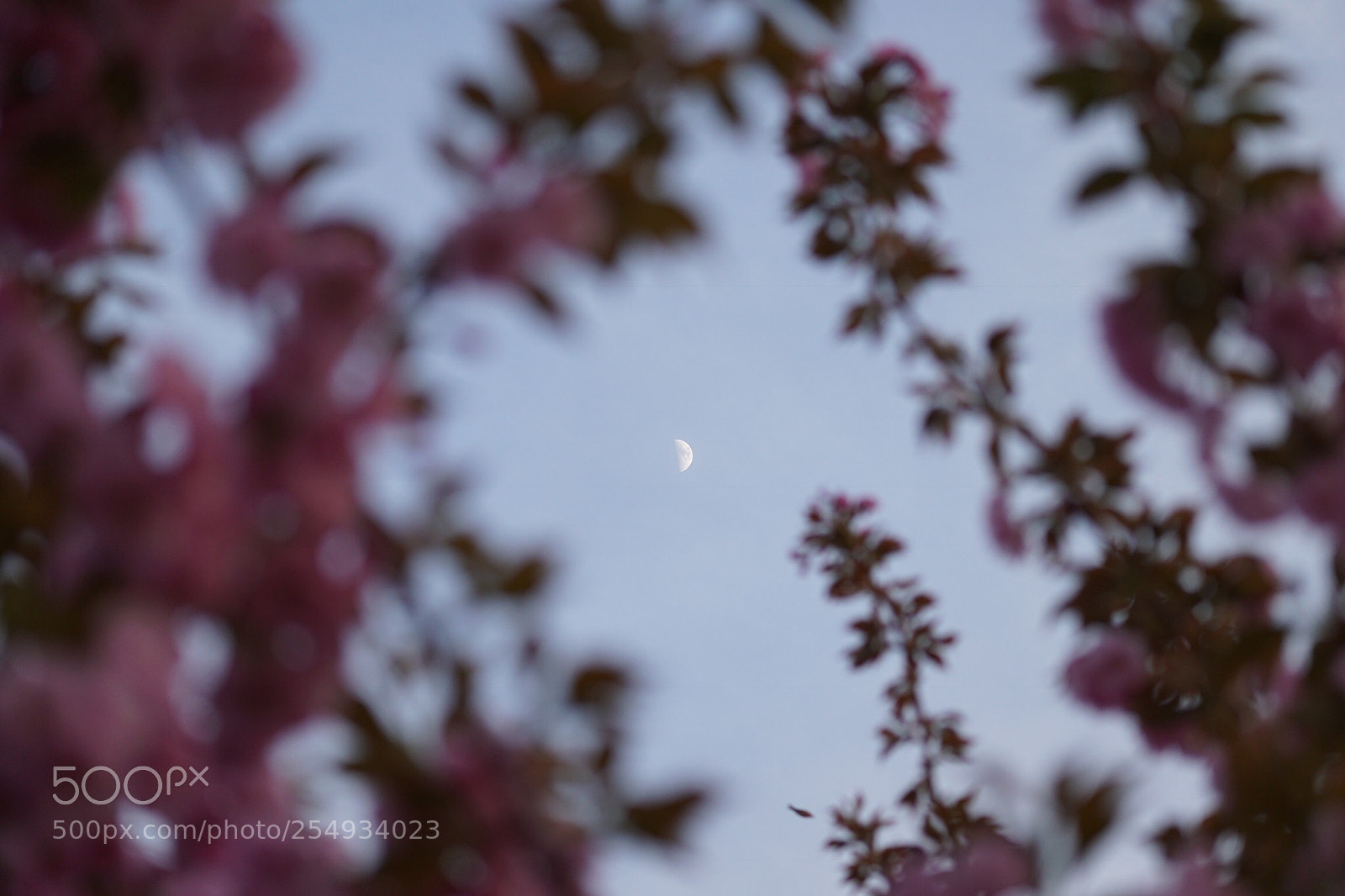 Sony a6000 sample photo. Cherry blossom  photography