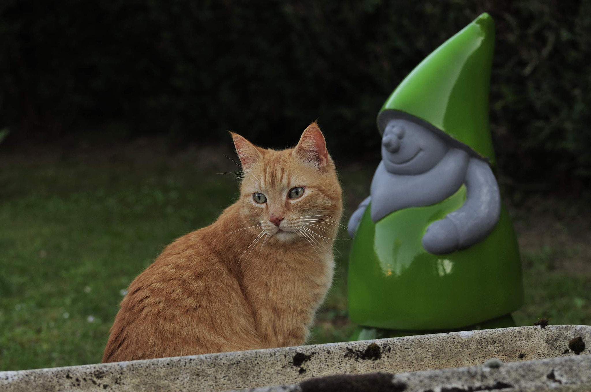 Nikon D90 sample photo. Lucky and the garden gnome photography