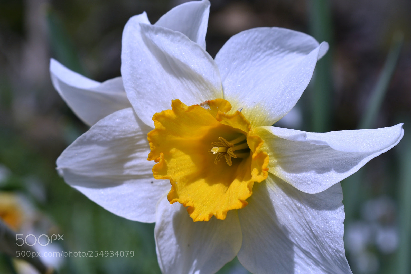 Nikon D3400 sample photo. White spring flower photography