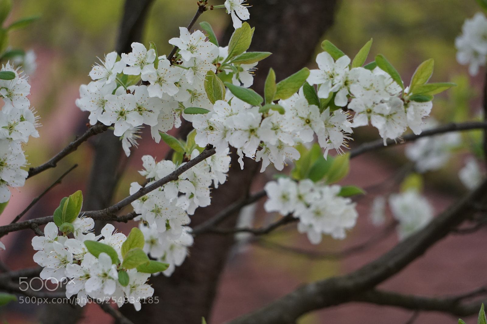 Sony a6000 sample photo. Dsc photography