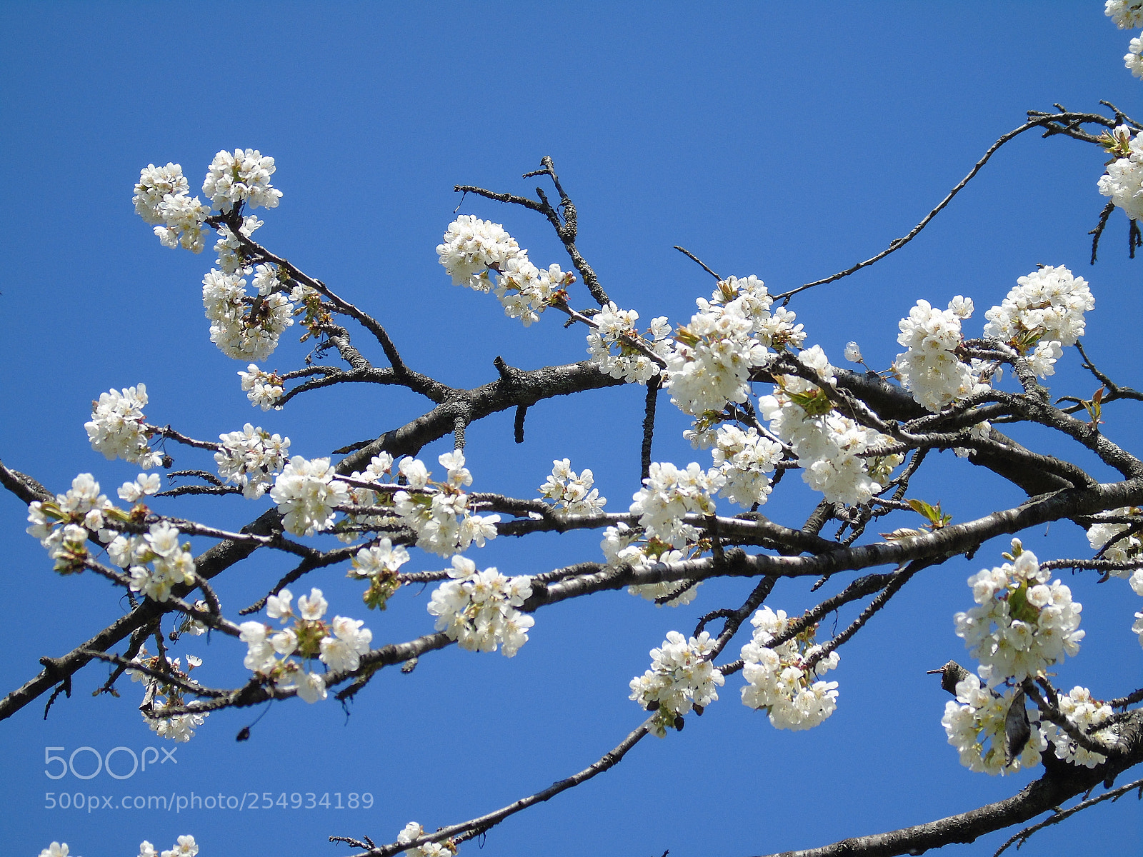 Sony Cyber-shot DSC-H400 sample photo. Spring vibes photography