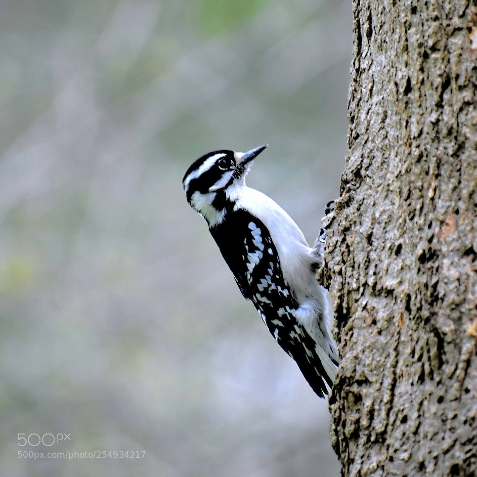 Nikon D3400 sample photo. Woodpecker? i think? photography