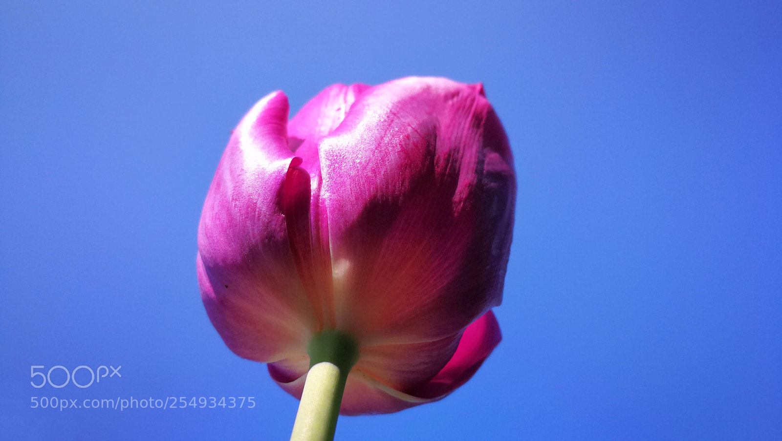 HUAWEI P10 sample photo. Happy spring photography