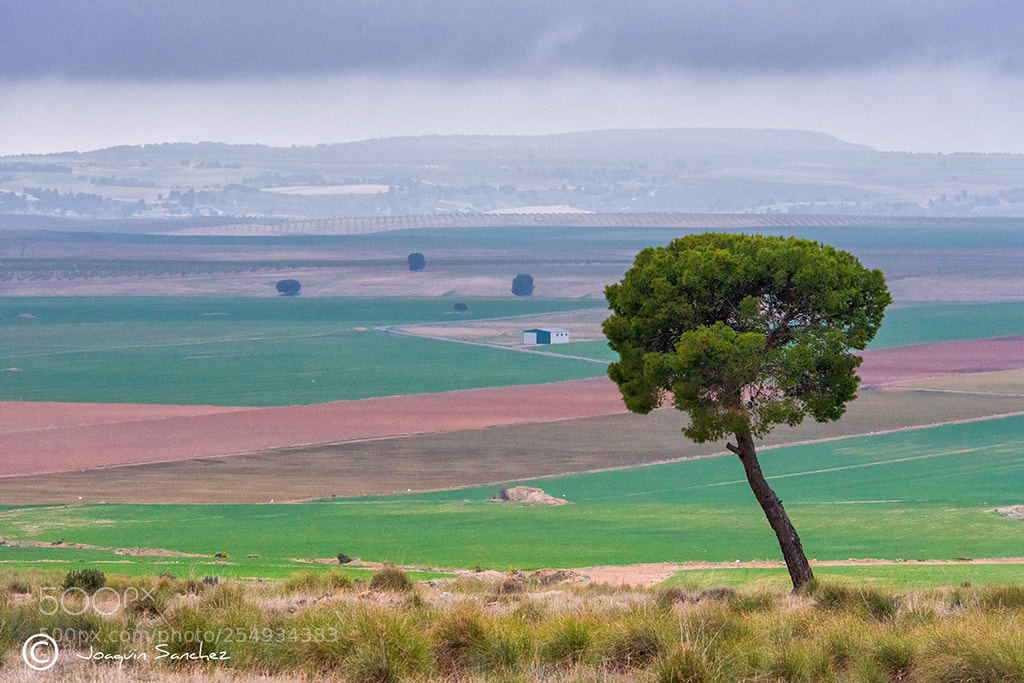Nikon D800 sample photo. Los royos noroeste photography