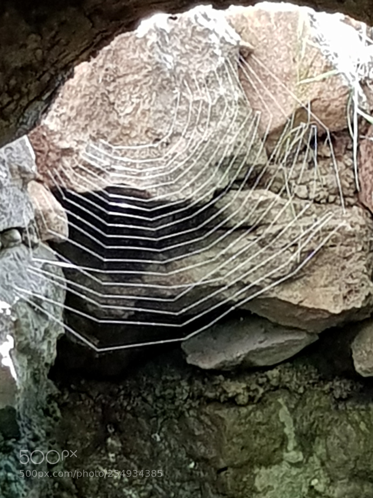 Samsung Galaxy S8 sample photo. Spider web. photography