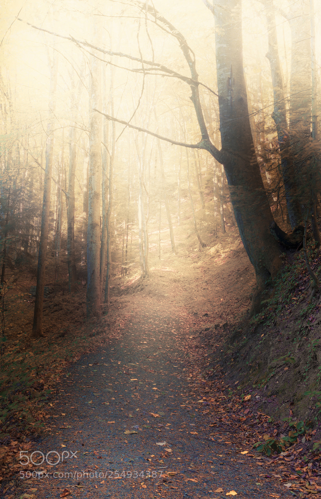 Nikon D610 sample photo. Forest path photography