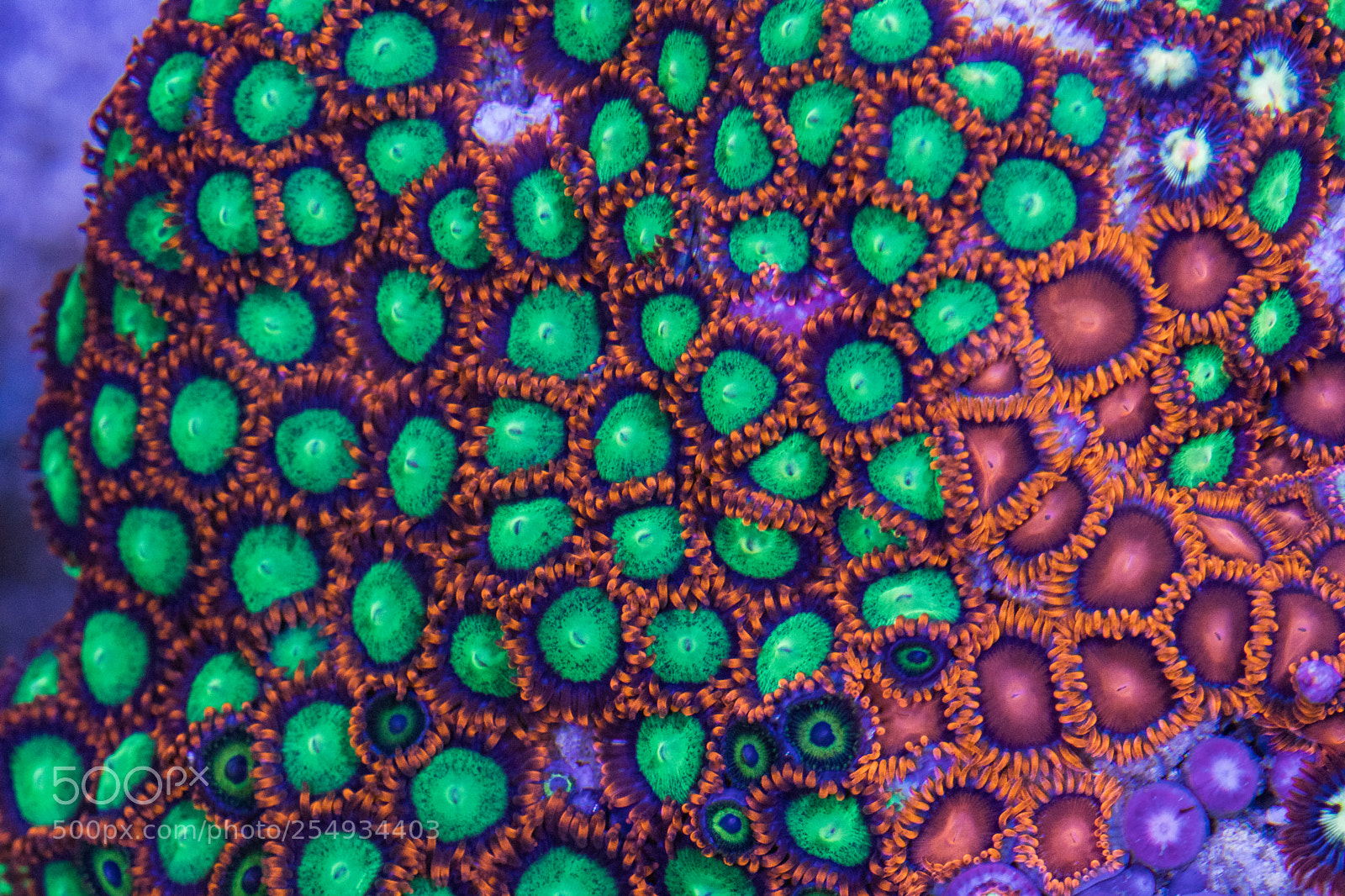 Canon EOS 80D sample photo. Zoanthus corals photography