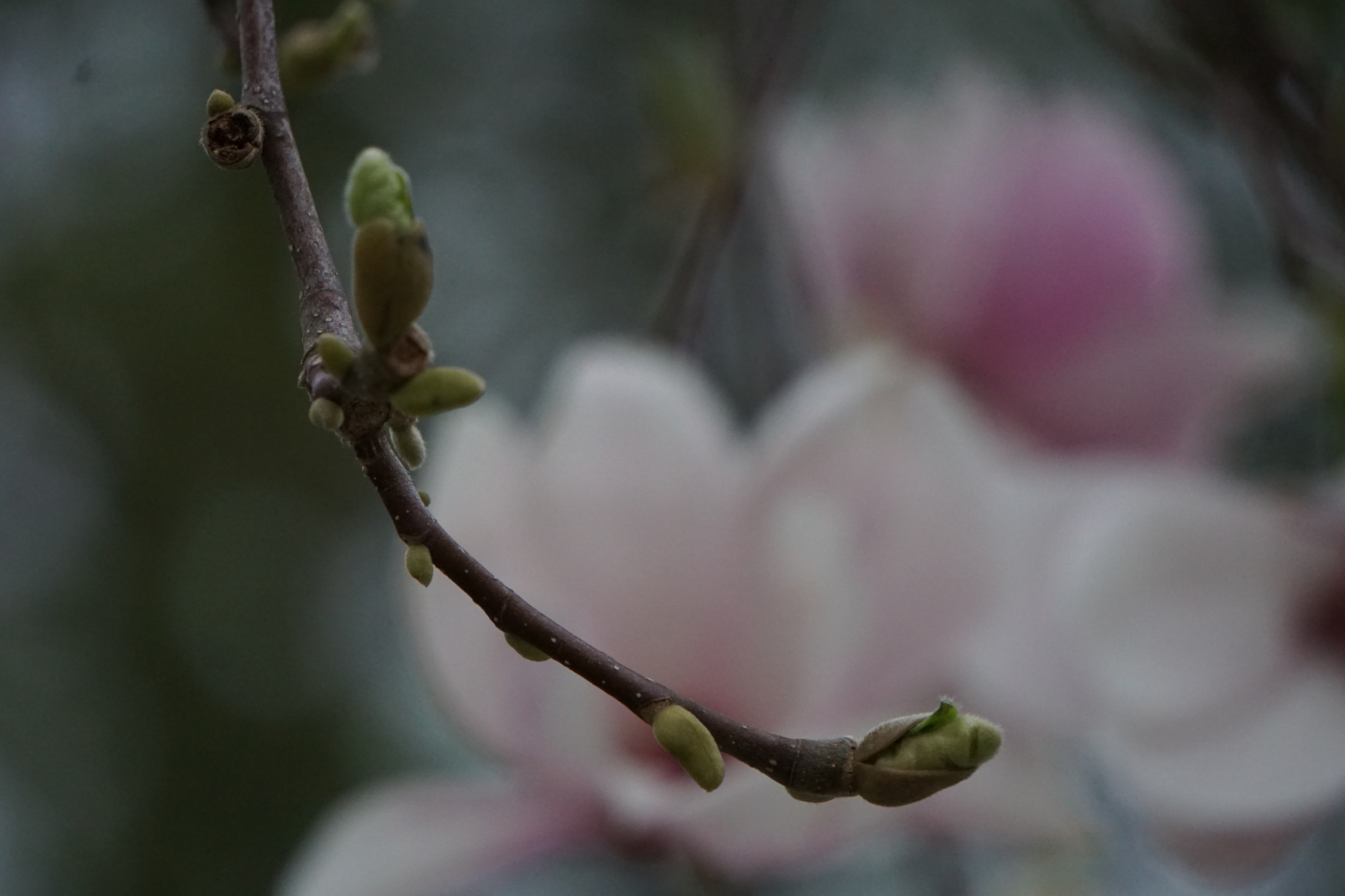 Sony E 55-210mm F4.5-6.3 OSS sample photo. Knospen photography