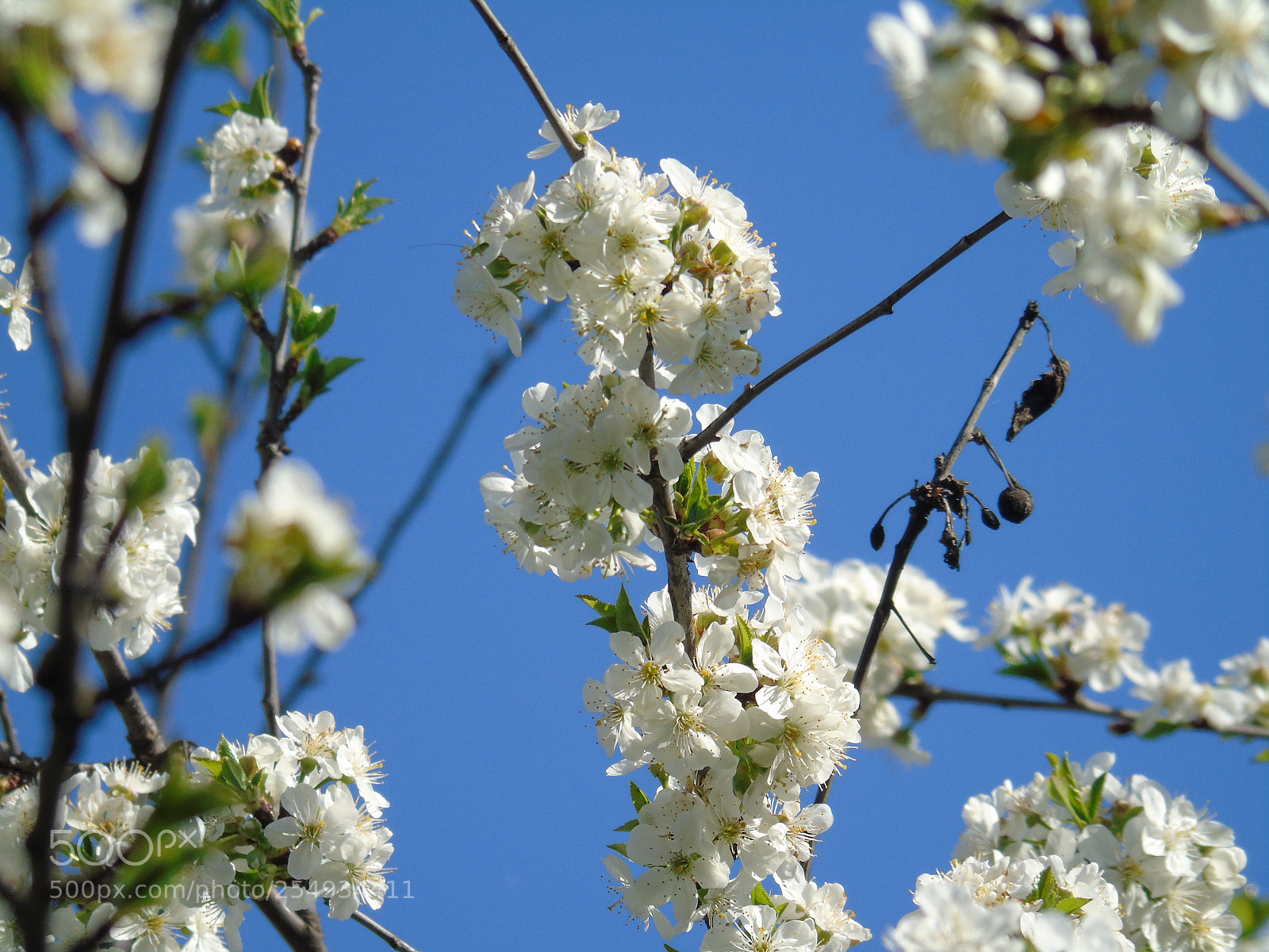 Sony Cyber-shot DSC-H400 sample photo. Spring time photography