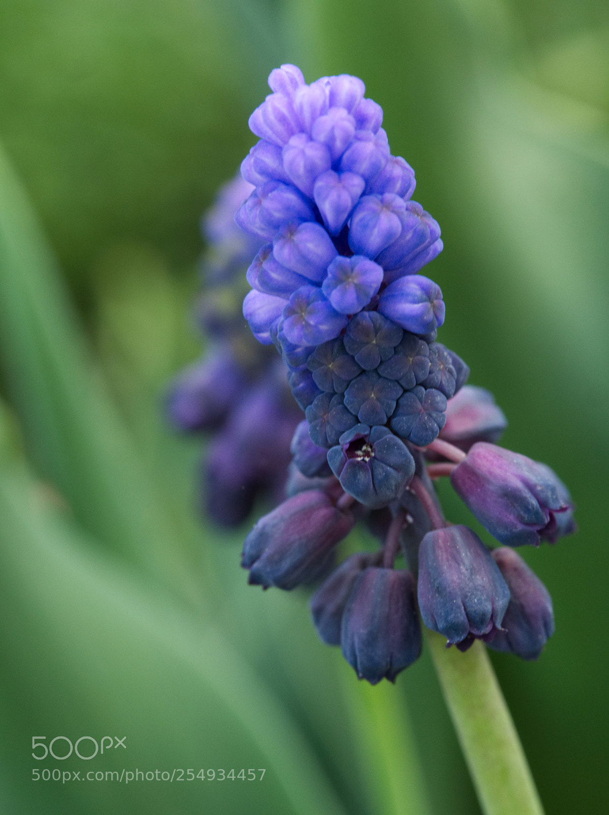 Olympus OM-D E-M5 II sample photo. Grape hyacinth photography