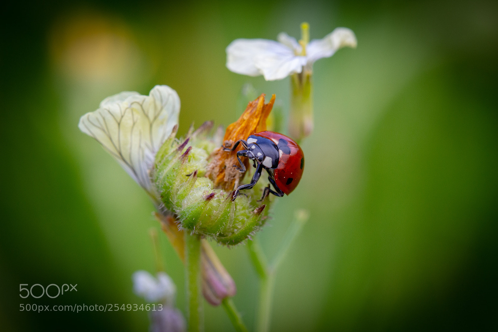Canon EOS 700D (EOS Rebel T5i / EOS Kiss X7i) sample photo. Ladybug photography