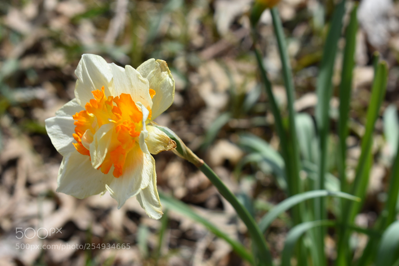 Nikon D3400 sample photo. Sunset flower photography