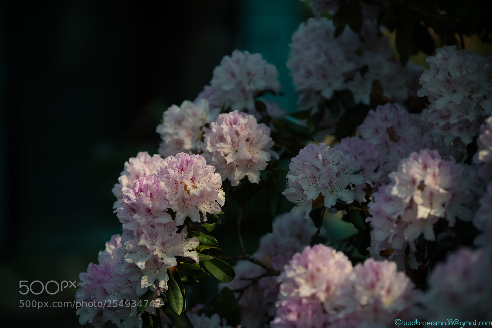 Sony a7 III sample photo. Rhododendron photography