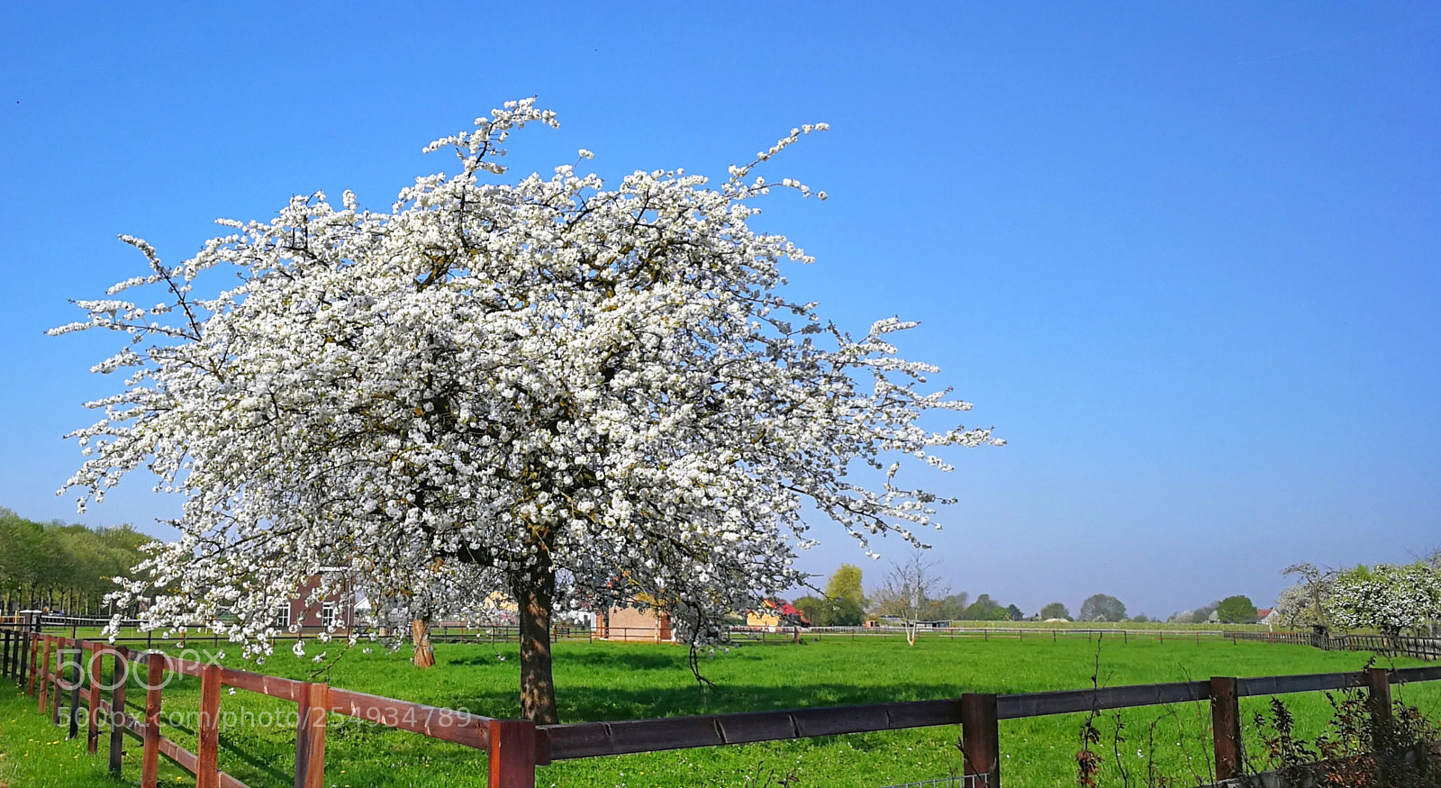 HUAWEI P10 sample photo. Springtime photography