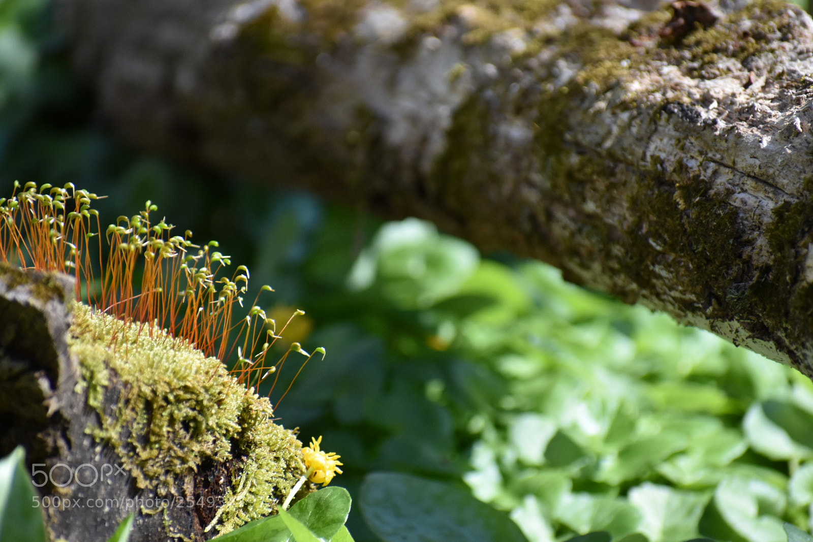 Nikon D3400 sample photo. Moss growth photography