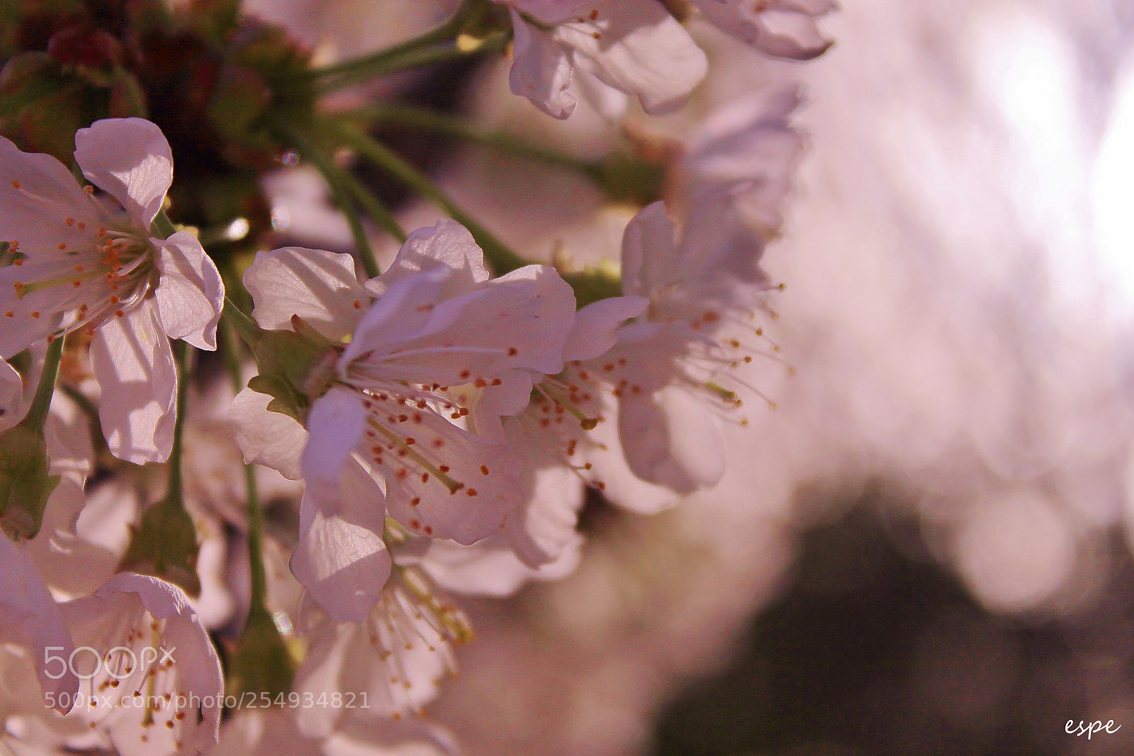 Canon EOS 1100D (EOS Rebel T3 / EOS Kiss X50) sample photo. Jerte photography