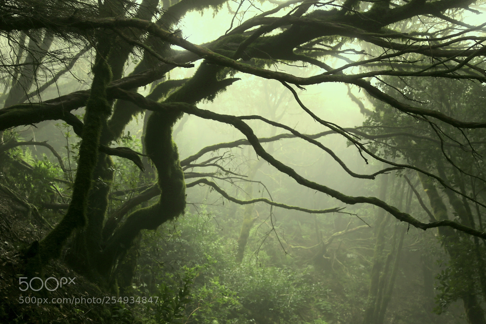 Canon EOS 6D + Canon EF 24-105mm F4L IS USM sample photo. Misty forest photography